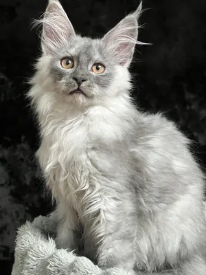 Maine Coon kitten