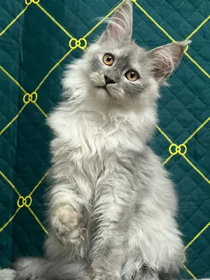 Maine Coon kitten