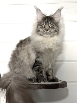 Maine Coon kitten