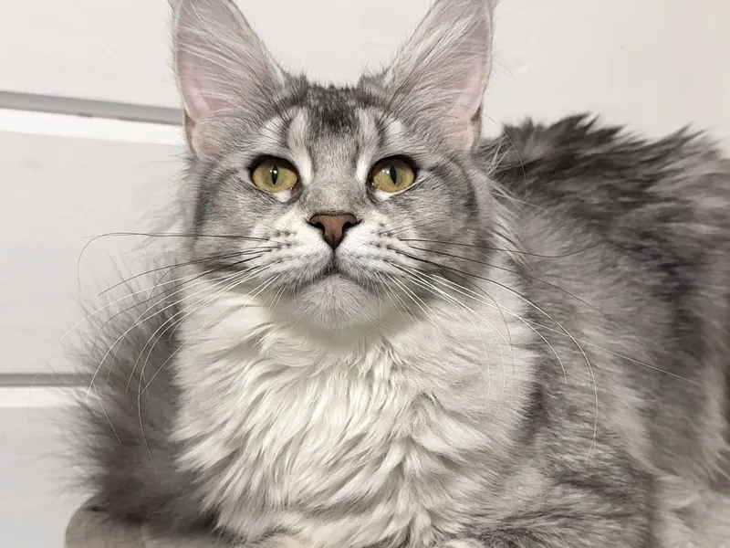 Котенок мейн-кун Черный тикированный на  серебре MCO ns 25 Девочка