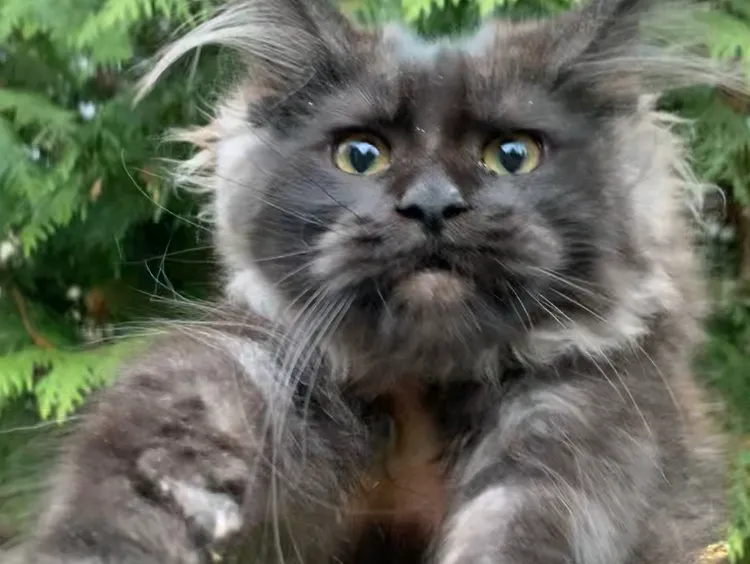 Котенок мейн-кун Черный дым MCO ns  Девочка