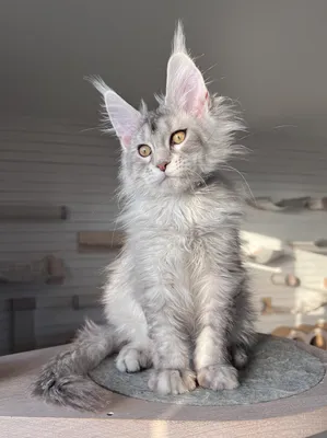 Maine Coon kitten