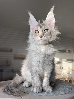 Maine Coon kitten