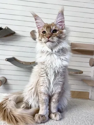 Maine Coon kitten