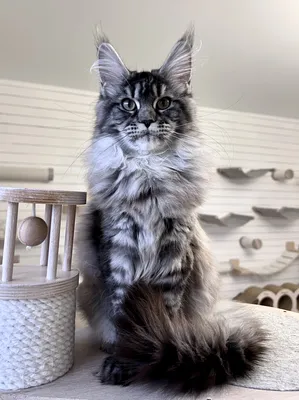 Maine Coon kitten