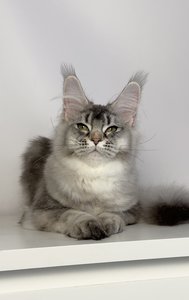 Benji