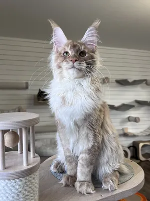 Maine Coon kitten