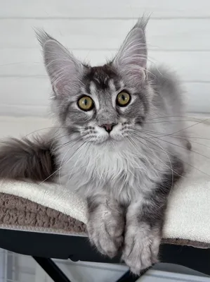 Maine Coon kitten
