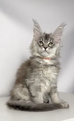 Maine Coon kitten