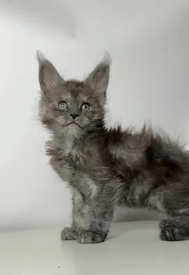 Maine Coon kitten