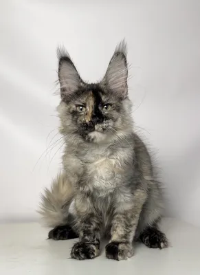 Maine Coon kitten