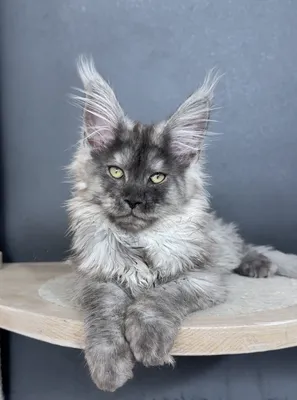 Maine Coon kitten