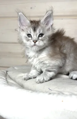 Maine Coon kitten