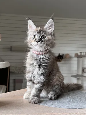 Maine Coon kitten
