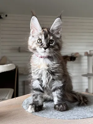 Maine Coon kitten