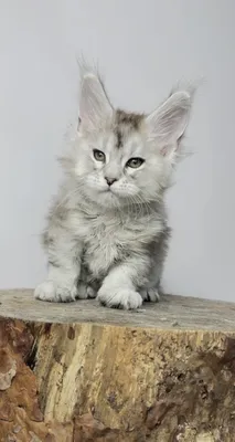 Maine Coon kitten