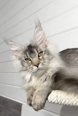 Maine Coon kitten
