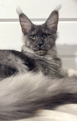 Maine Coon kitten