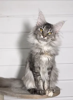 Maine Coon kitten