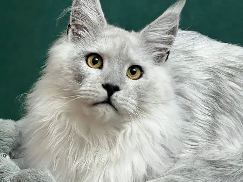 Котенок мейн-кун Голубой дым MCO as  Мальчик