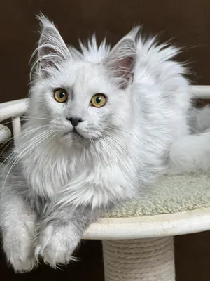 Maine Coon kitten