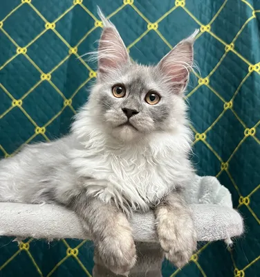 Maine Coon kitten Черный дым MCO ns  Boy