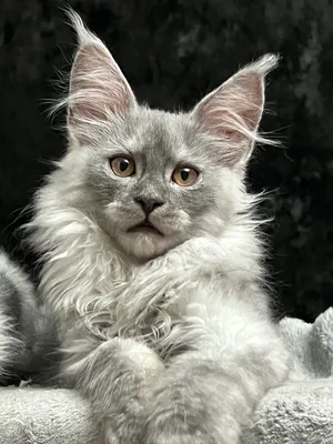 Maine Coon kitten
